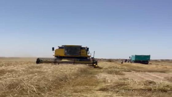 انطلاق موسم حصاد الحنطة والشعير في نهر سعد